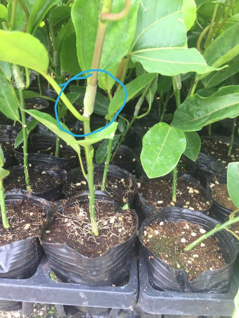 百香果嫁接苗，芭乐味黄金百香果嫁接苗、正宗芭乐味