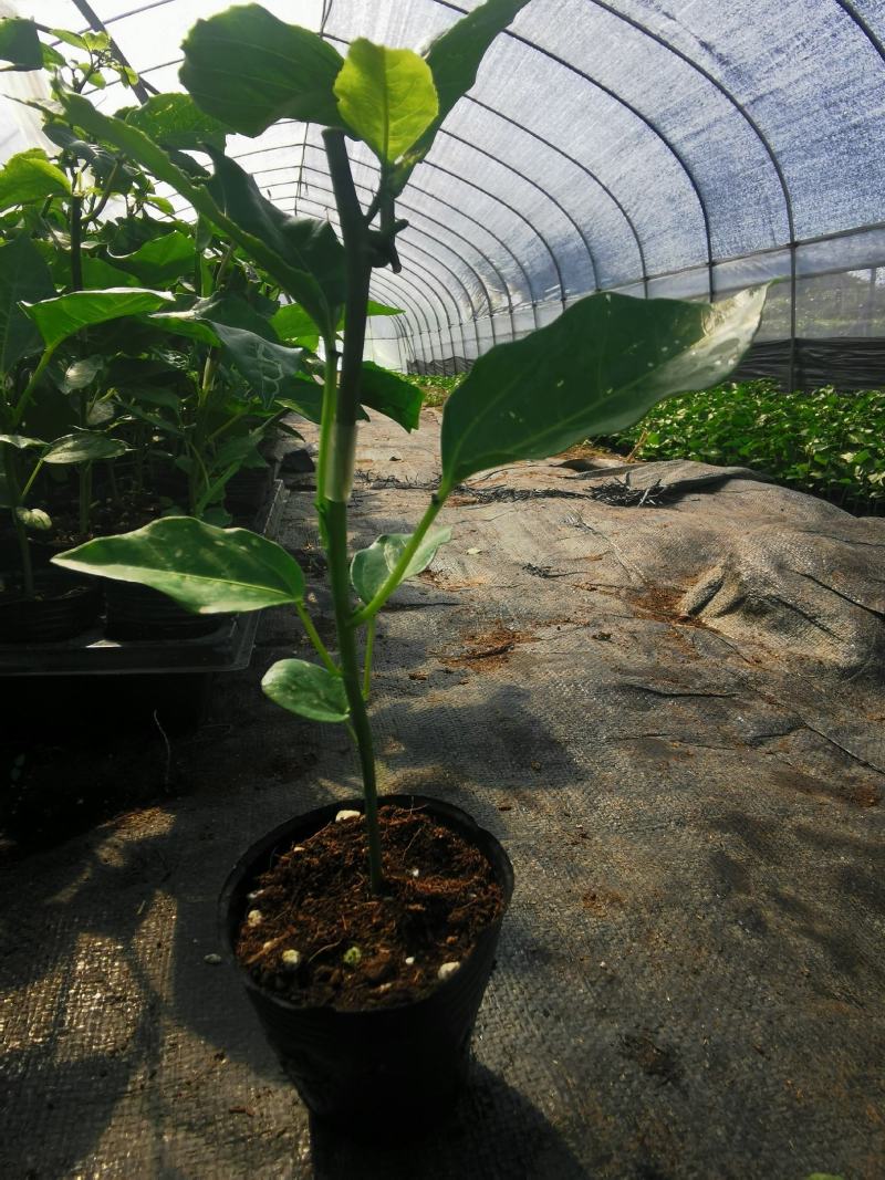 百香果嫁接苗，芭乐味黄金百香果嫁接苗、正宗芭乐味