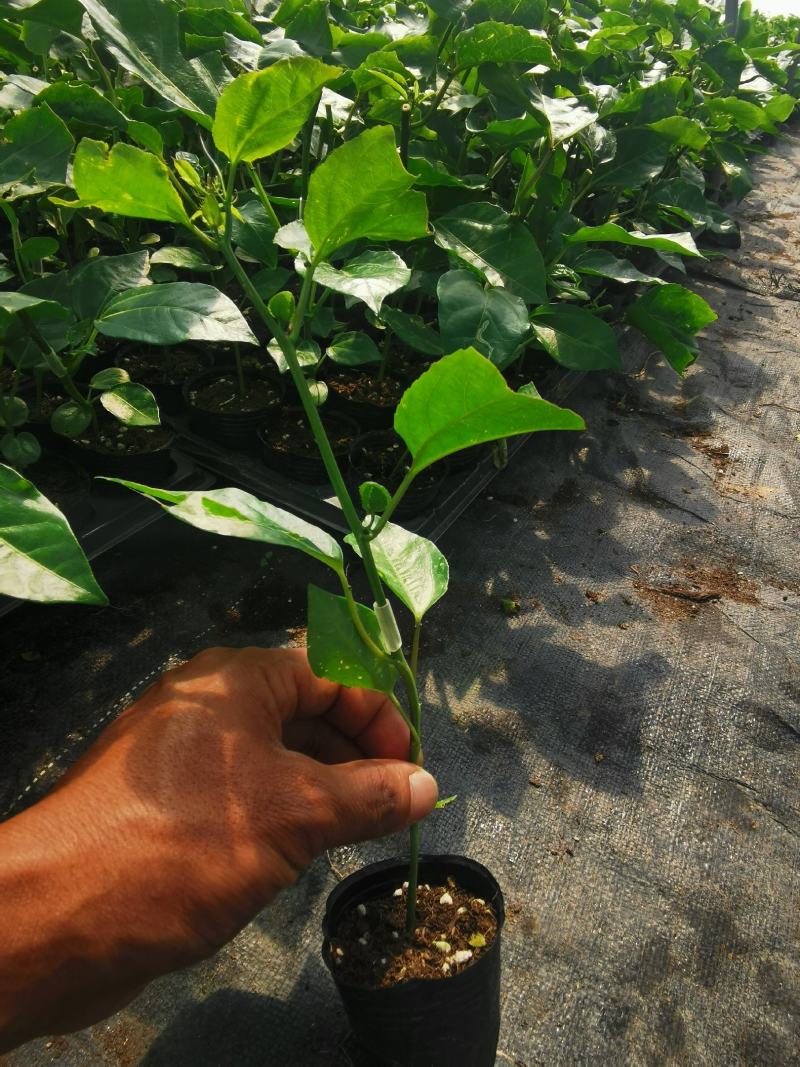 百香果嫁接苗，芭乐味黄金百香果嫁接苗、正宗芭乐味