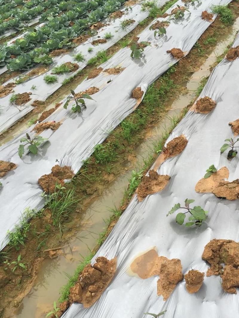 农用银黑双色反光地膜除草膜防虫加厚薄膜果树果园蔬菜大棚