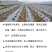 农用银黑双色反光地膜除草膜防虫加厚薄膜果树果园蔬菜大棚