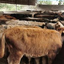 可提供视频，保证品种。牛犊，本地黄牛，水牛，杂交牛销售