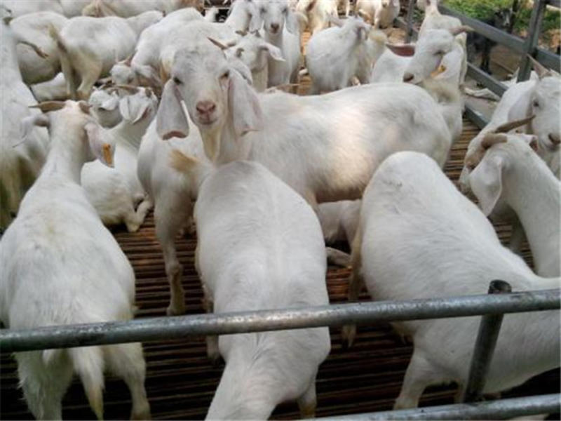 白山羊活体纯种美国白山羊大型成年种羊小羊羔怀孕母羊肉羊黑