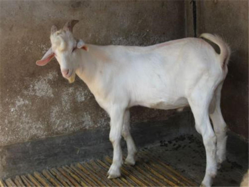 白山羊活体纯种美国白山羊大型成年种羊小羊羔怀孕母羊肉羊黑