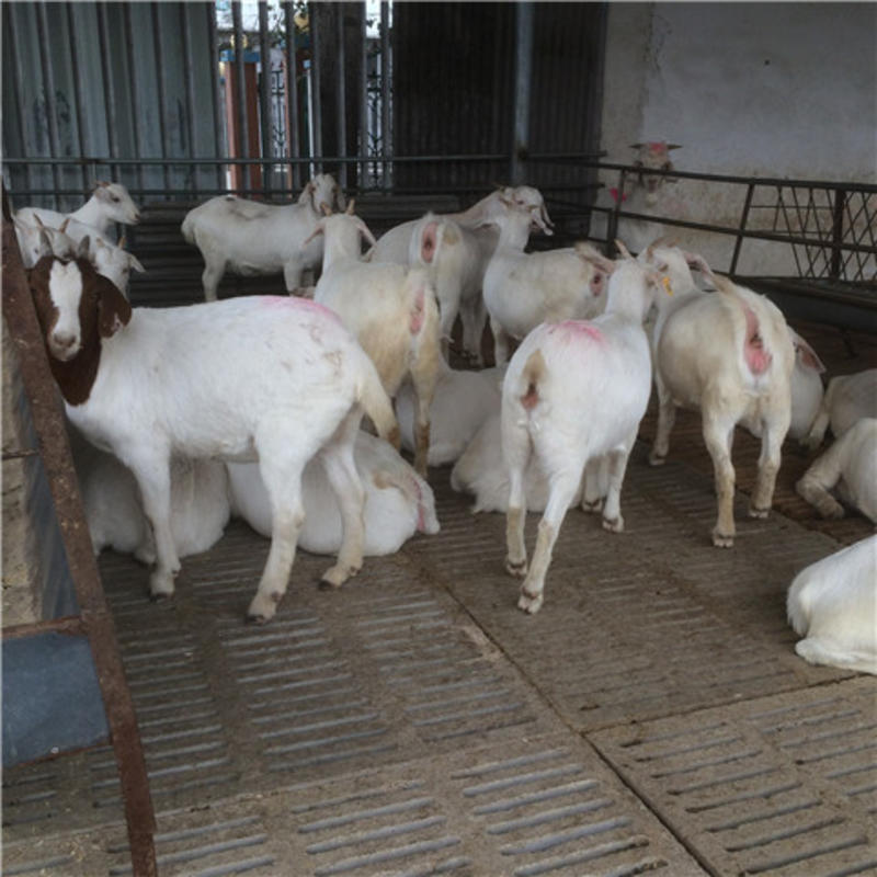 白山羊活苗小羊羔成年种羊养殖纯种美国白山羊活苗怀孕母羊包