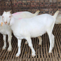 活体羊羔羊崽大白山羊活体热卖纯种美国大白山羊高产大耳波尔