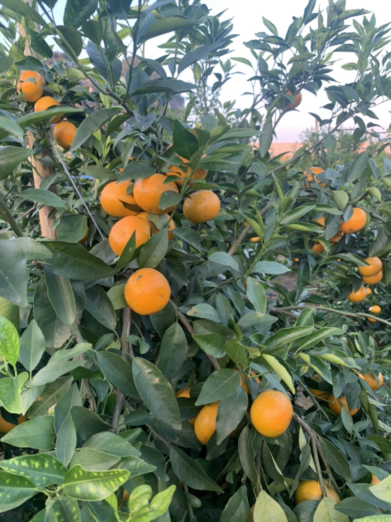 【荐】精品广西沃柑，大量上市，货源充足，欢迎客商来选购
