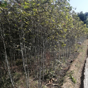 军记苗圃，供应各类绿化小苗