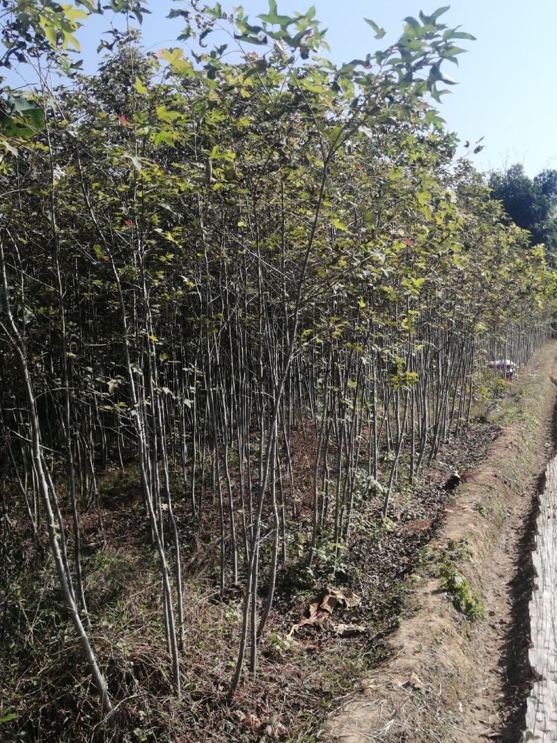 军记苗圃，供应各类绿化小苗