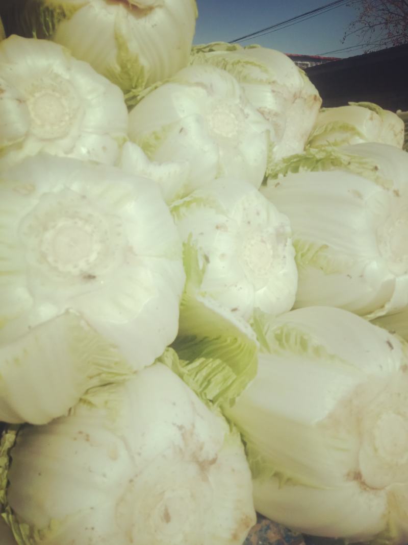 山东青州大白菜大量上市，欢迎有志之士前来洽谈业务！