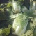 山东青州大白菜大量上市，欢迎有志之士前来洽谈业务！