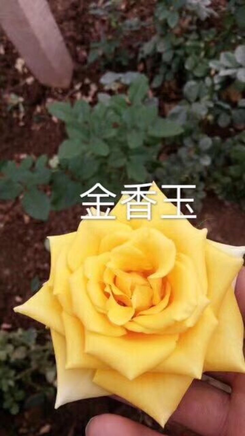 黄花月季小苗10到15公分高基地直发保证质量