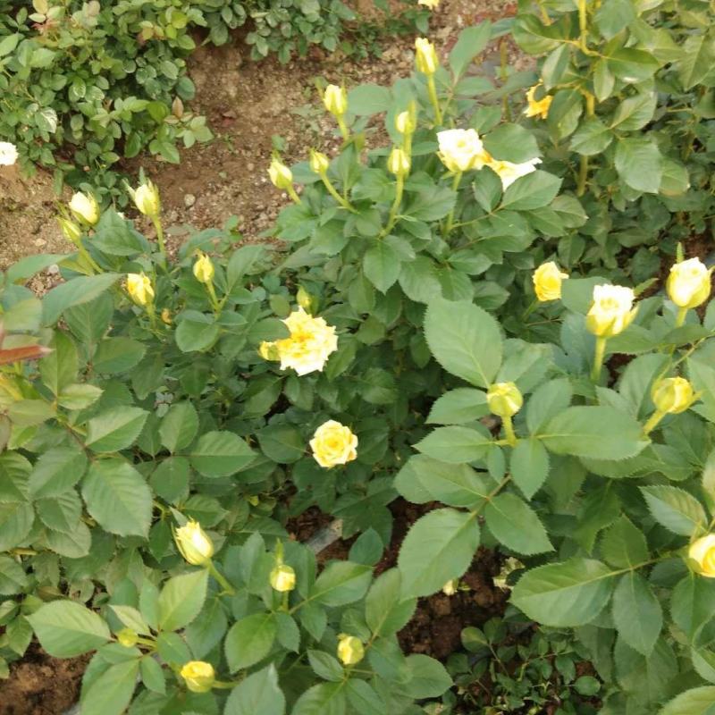 黄花月季小苗10到15公分高基地直发保证质量