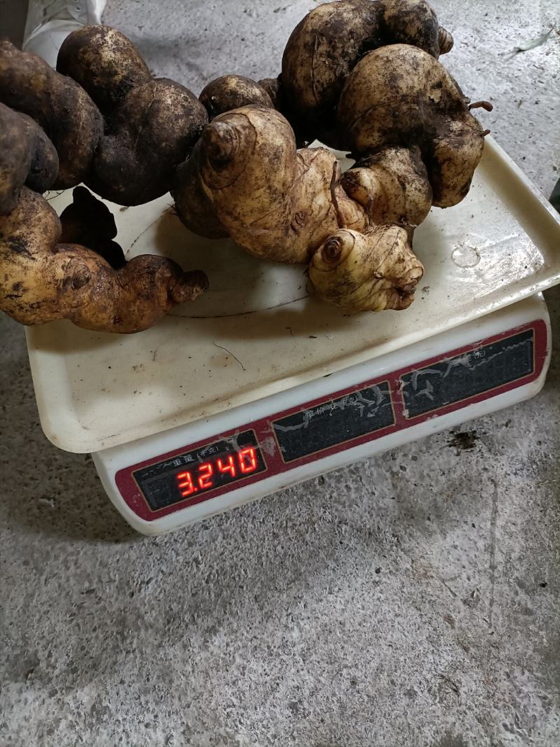 黄精，贵州货，，，，，，，，………………