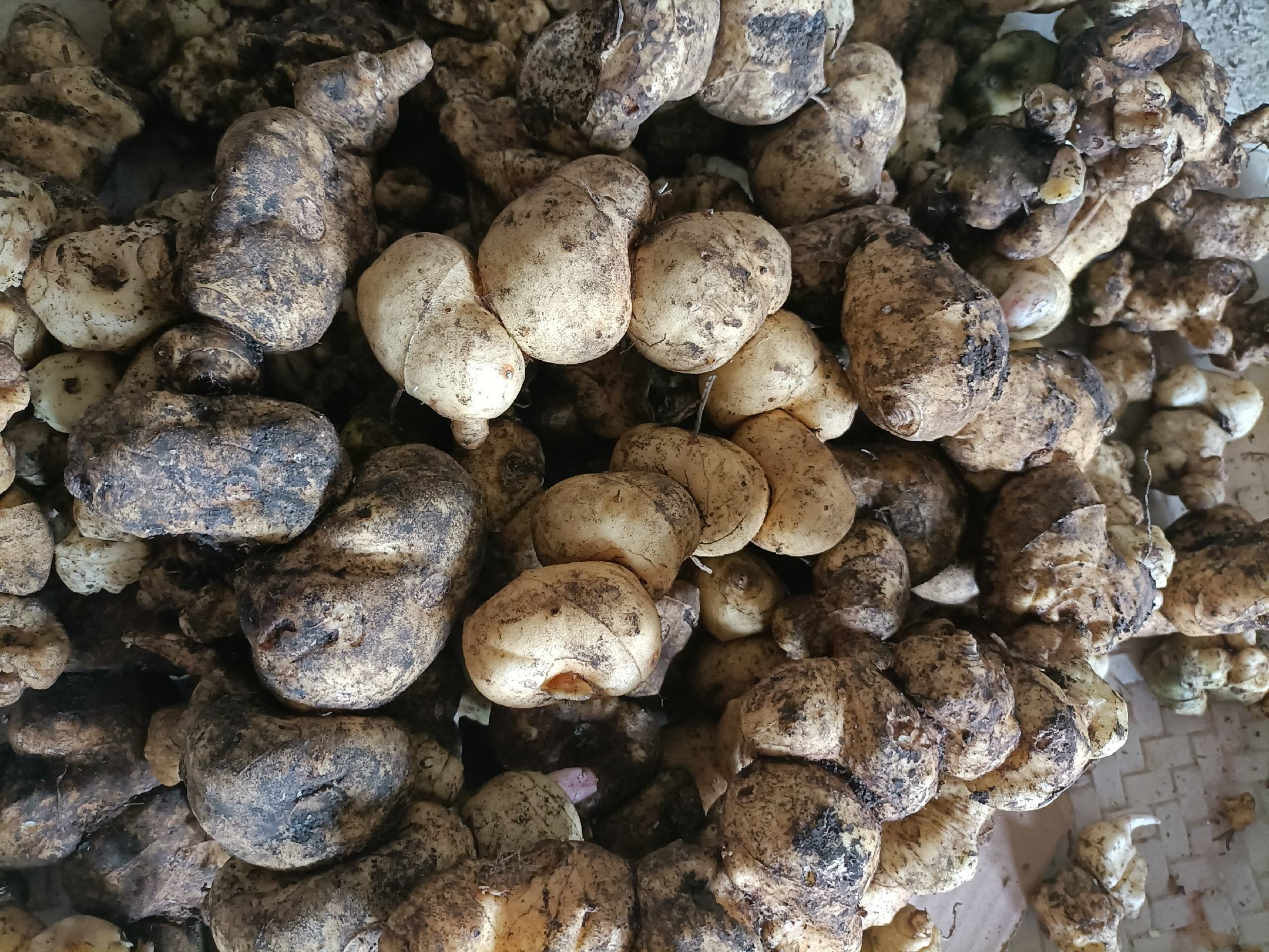 黄姜与黄精的对比图