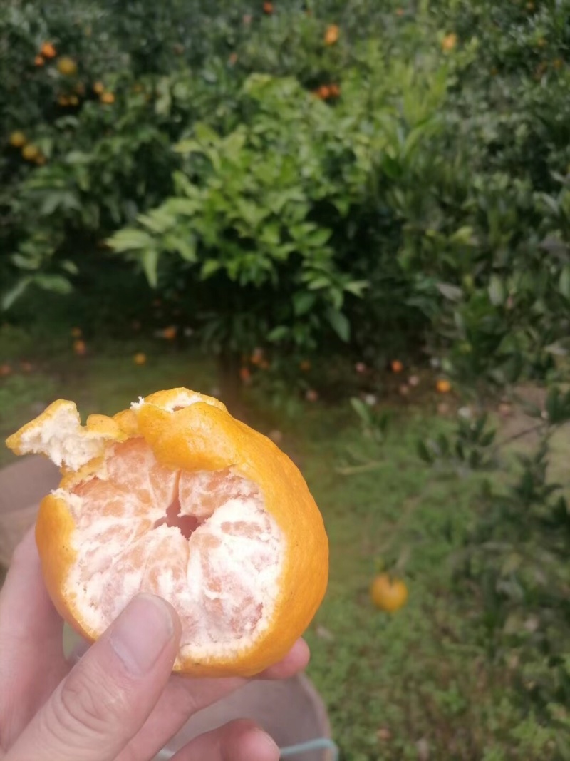 碰干上市大量现货中都是自己家里种的需要的老板直接联系我