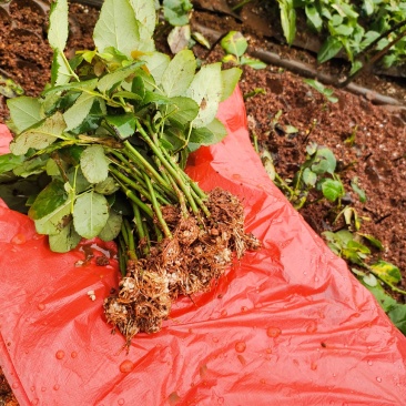 白玫瑰小苗苗圃现取现发成活高质量保证