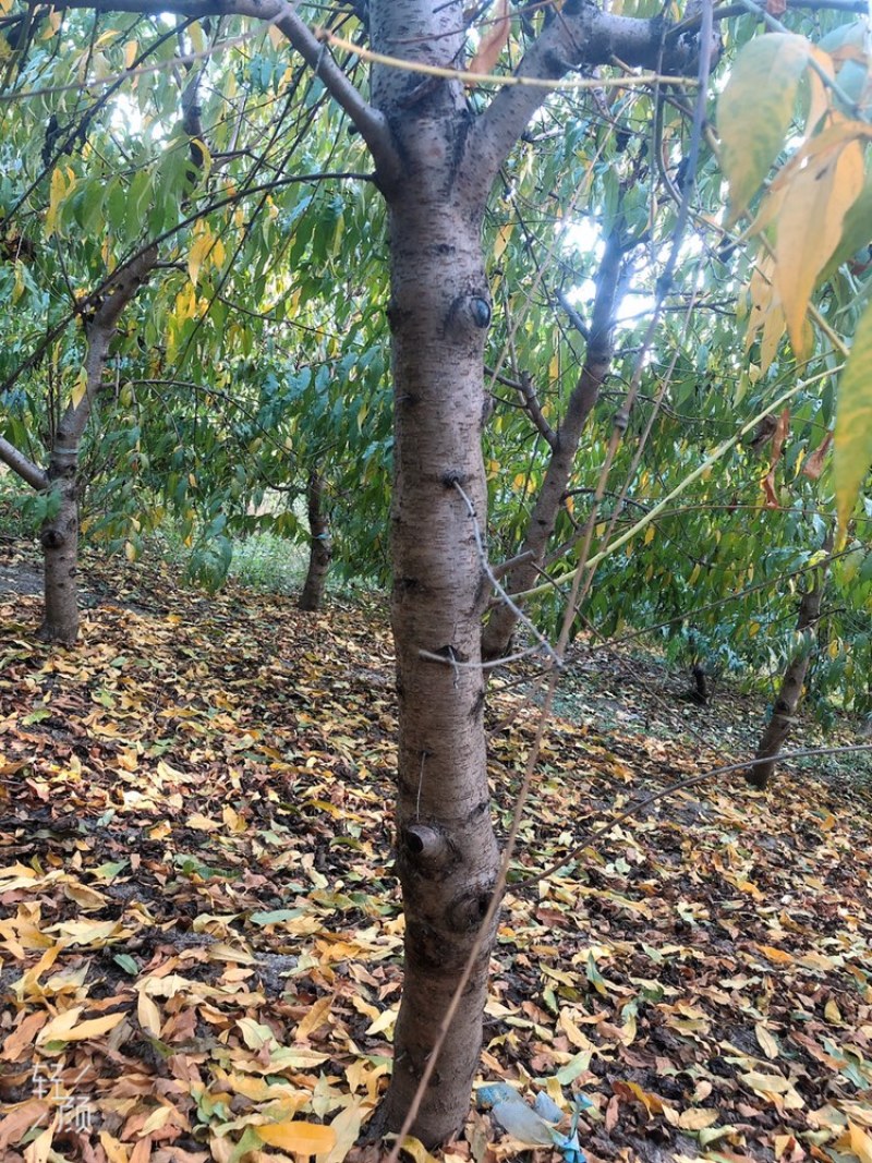 常年出售各种规格占地桃树质量好支持地里看货