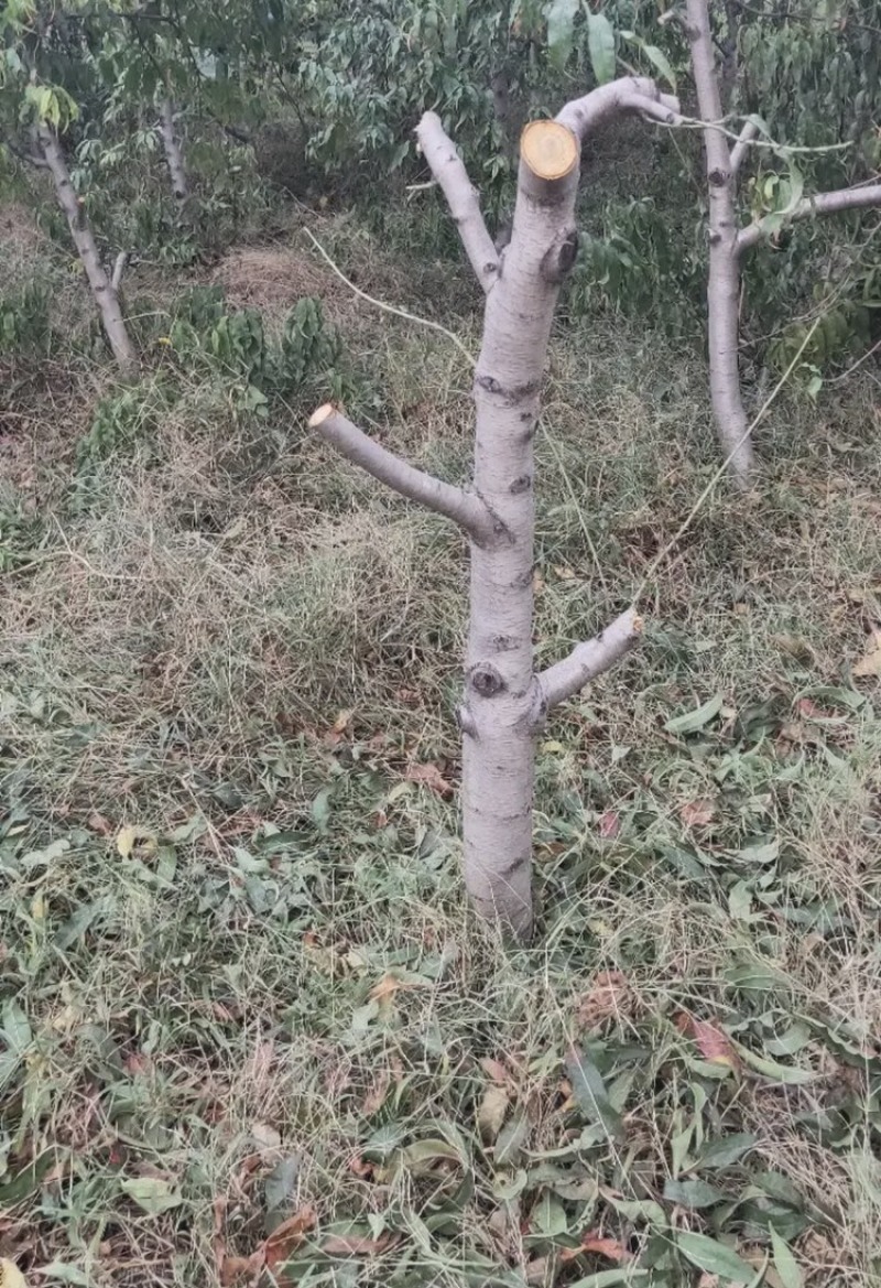 常年出售各种规格占地桃树质量好支持地里看货