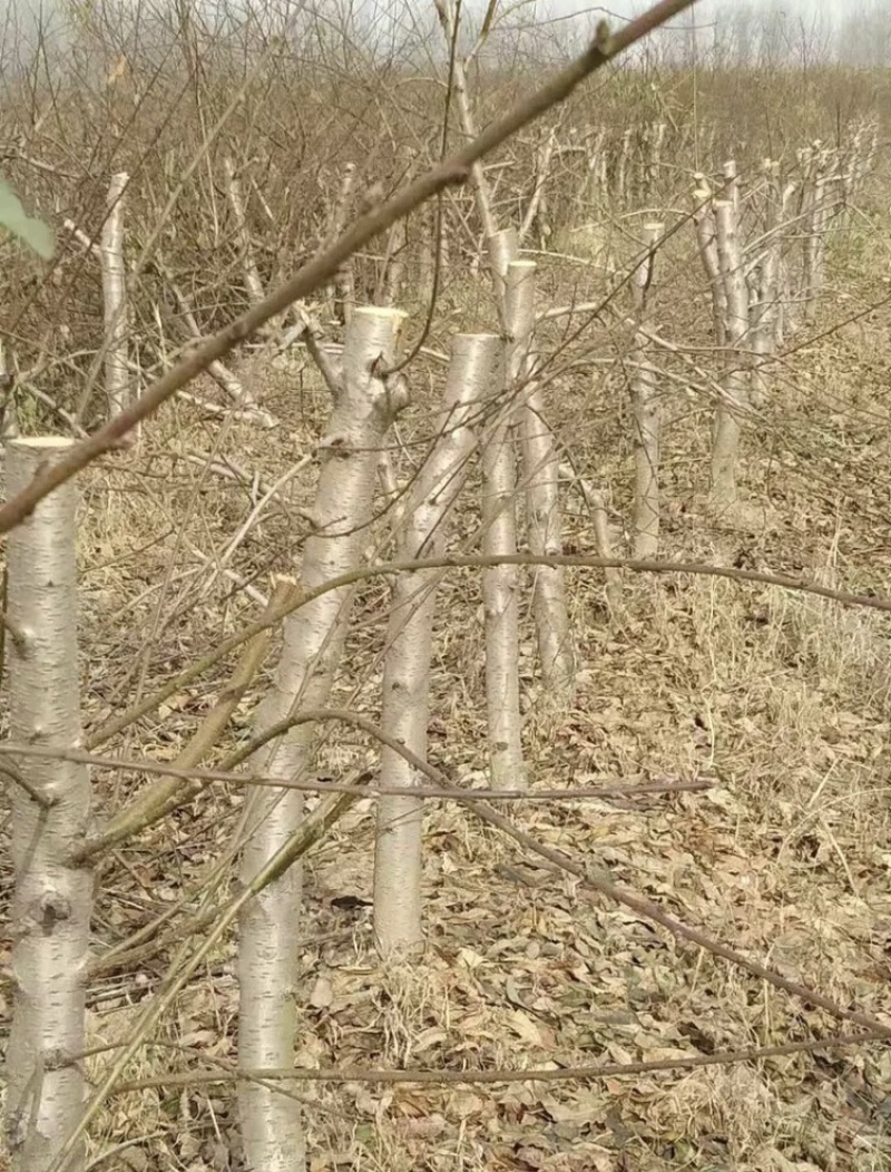 常年出售各种规格占地桃树质量好支持地里看货