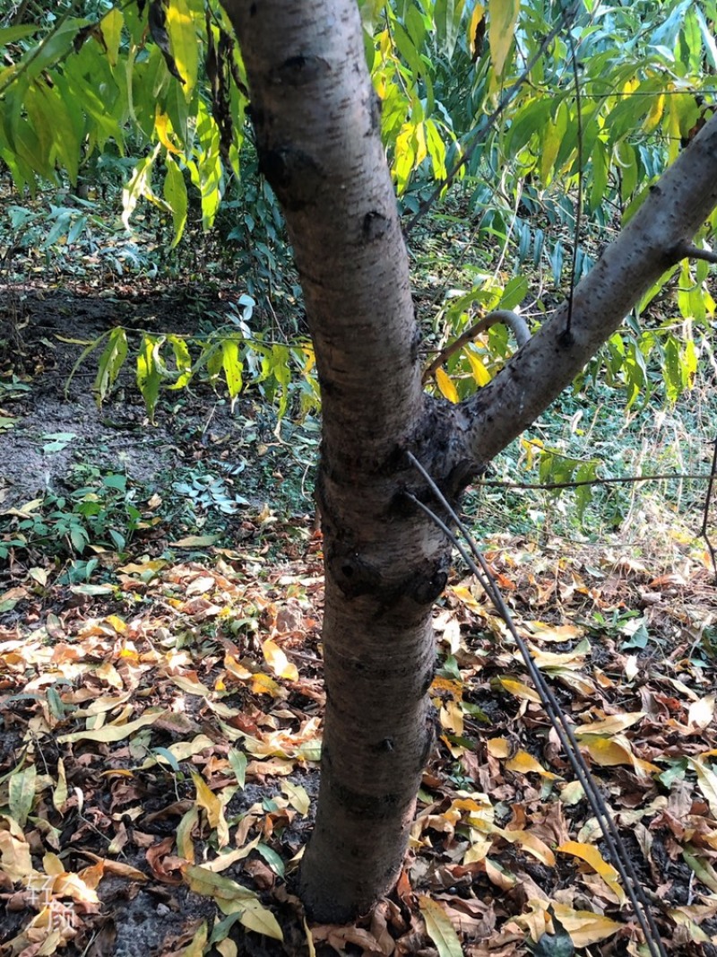 常年出售各种规格占地桃树质量好支持地里看货