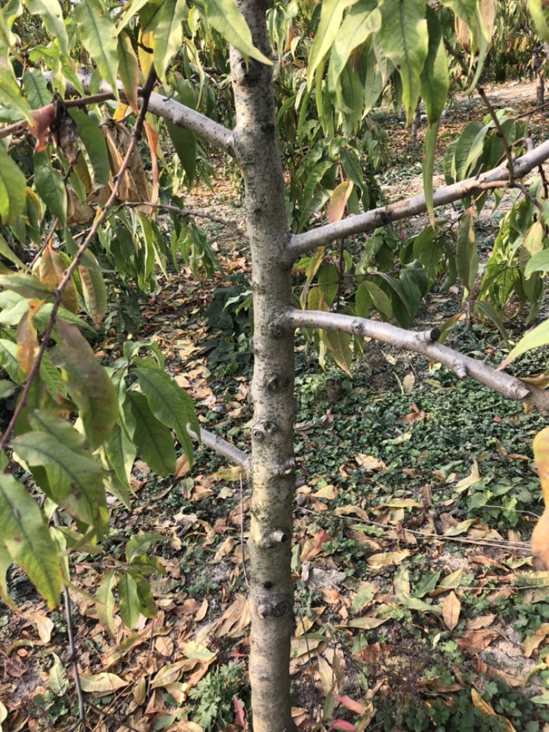 常年出售各种规格占地桃树质量好支持地里看货