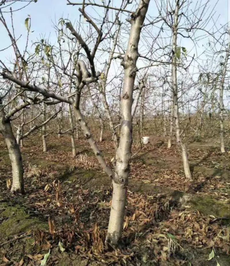 常年出售各种规格占地桃树质量好支持地里看货