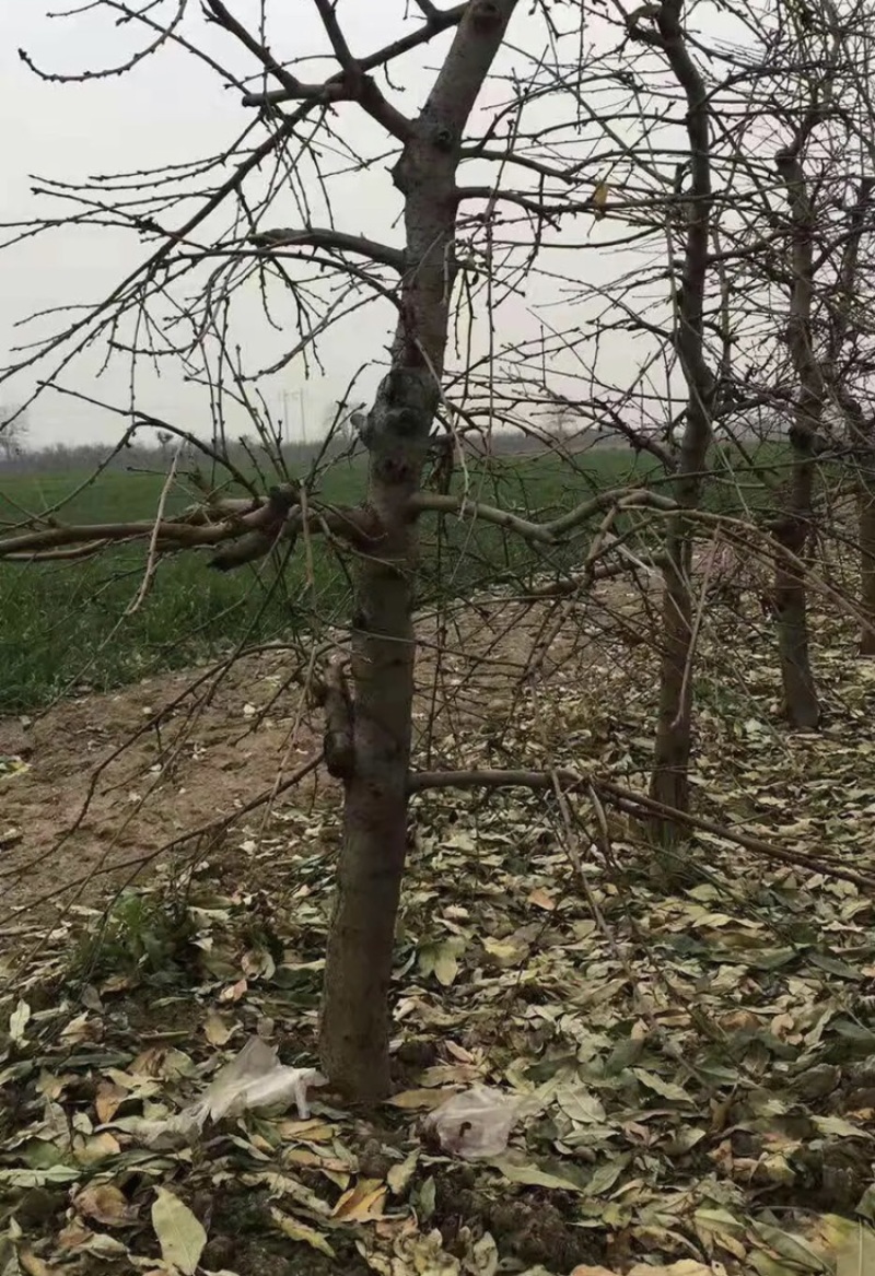 常年出售各种规格占地桃树质量好支持地里看货