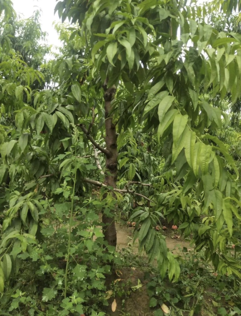 常年出售各种规格占地桃树质量好支持地里看货