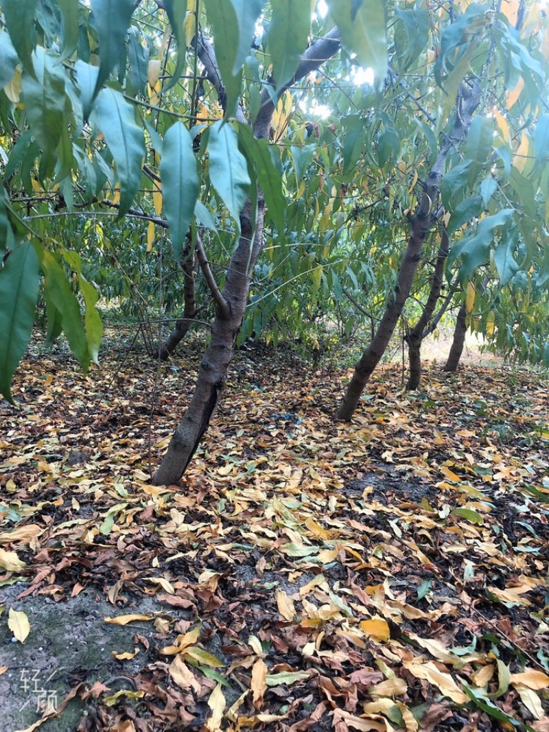 常年出售各种规格占地桃树质量好支持地里看货