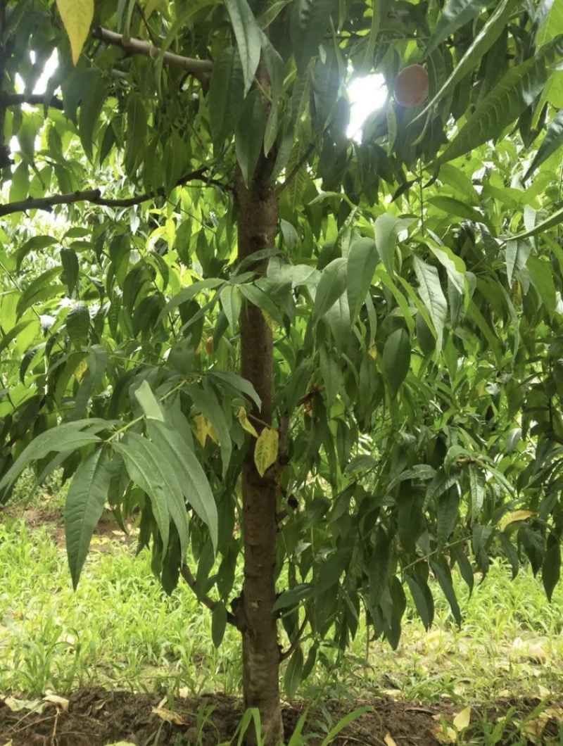 常年出售各种规格占地桃树质量好支持地里看货
