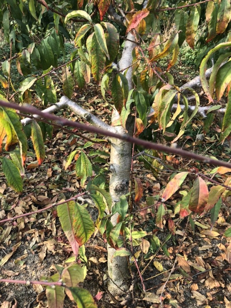 常年出售各种规格占地桃树质量好支持地里看货