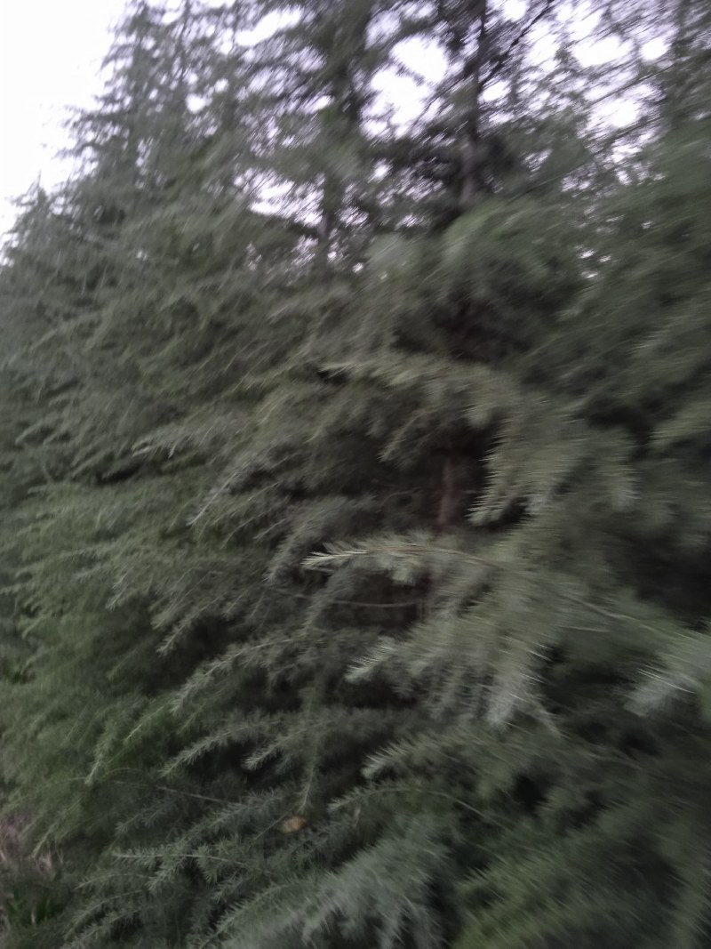 自己种的雪松，树型好，价格低，欢迎老板来电质询