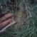 自己种的雪松，树型好，价格低，欢迎老板来电质询