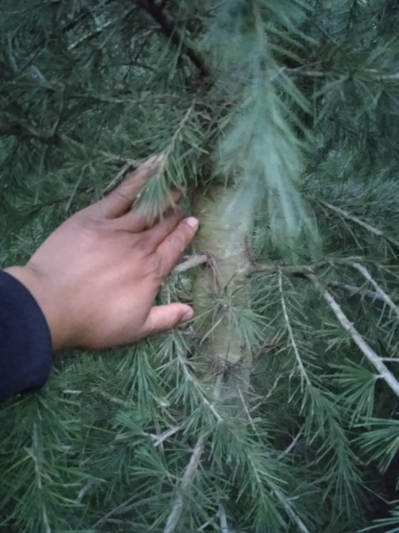 自己种的雪松，树型好，价格低，欢迎老板来电质询