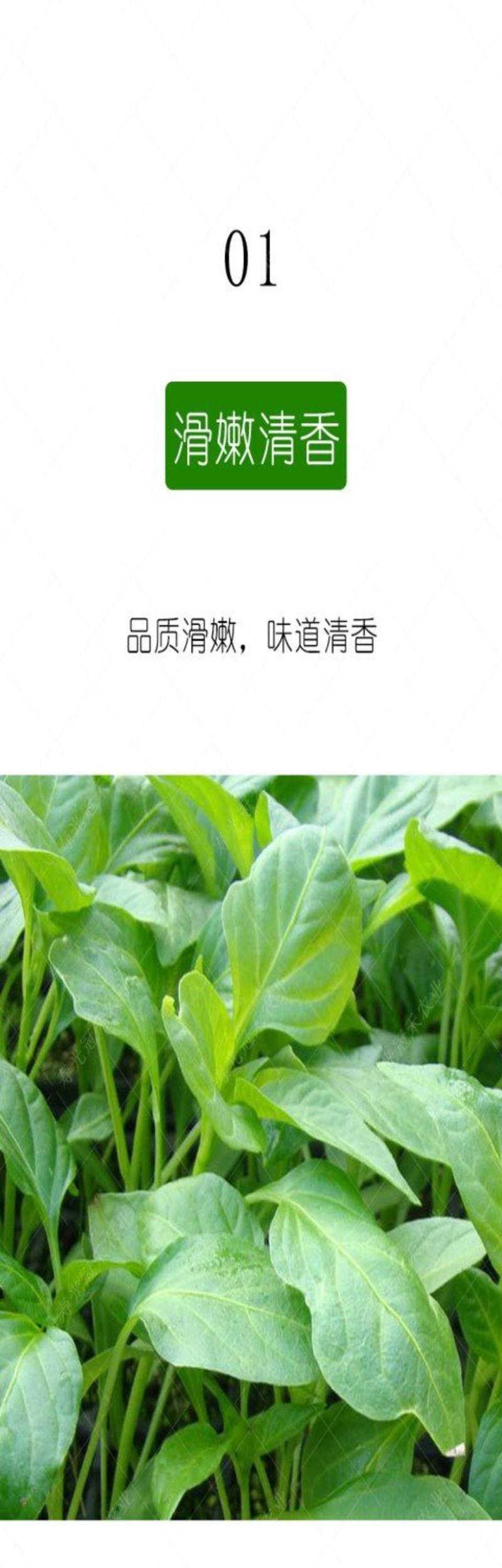辣椒叶种子专吃叶子的辣椒阳台四季盆栽特色蔬菜高产抗病包邮