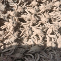 家种鲜当归，产地直销