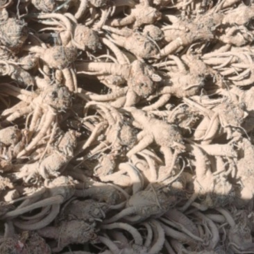 家种鲜当归，产地直销
