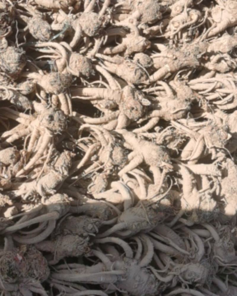 家种鲜当归，产地直销