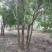 丛生乌桕基地，河南丛生乌桕价格，河南省潢川县丛生乌桕基地