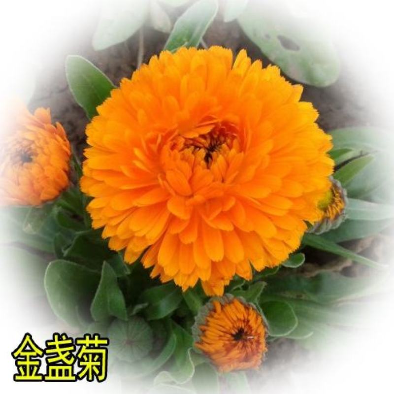 观花种子金盏菊种子金盏花耐寒花种子景观绿化庭院阳台盆栽草