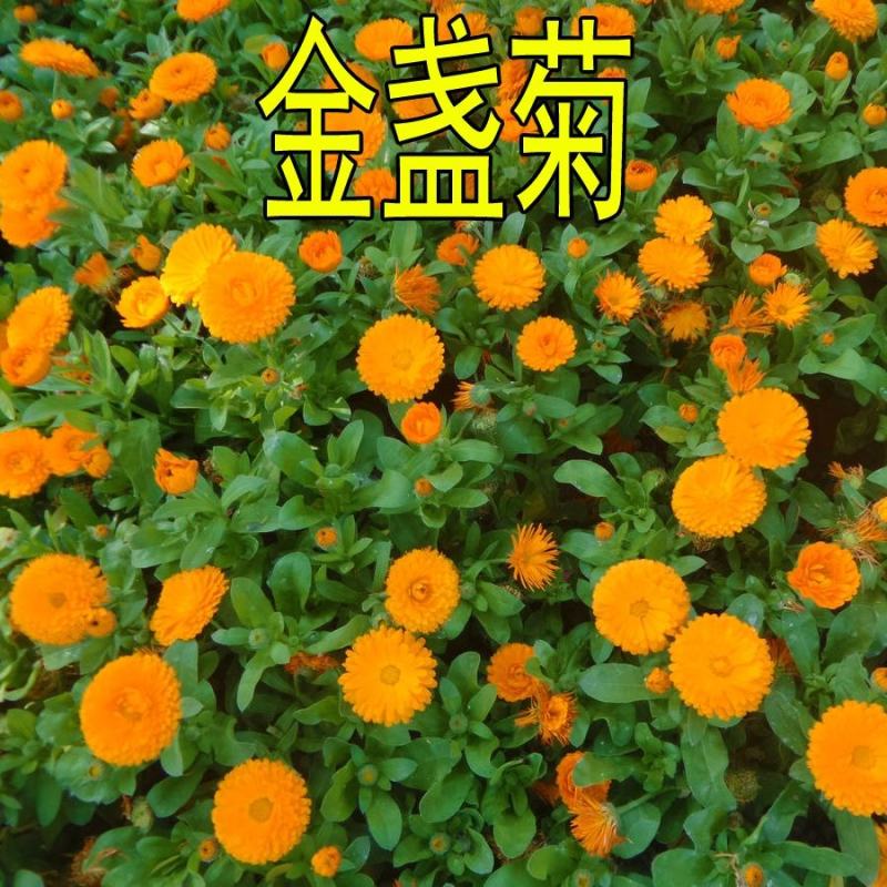 观花种子金盏菊种子金盏花耐寒花种子景观绿化庭院阳台盆栽草