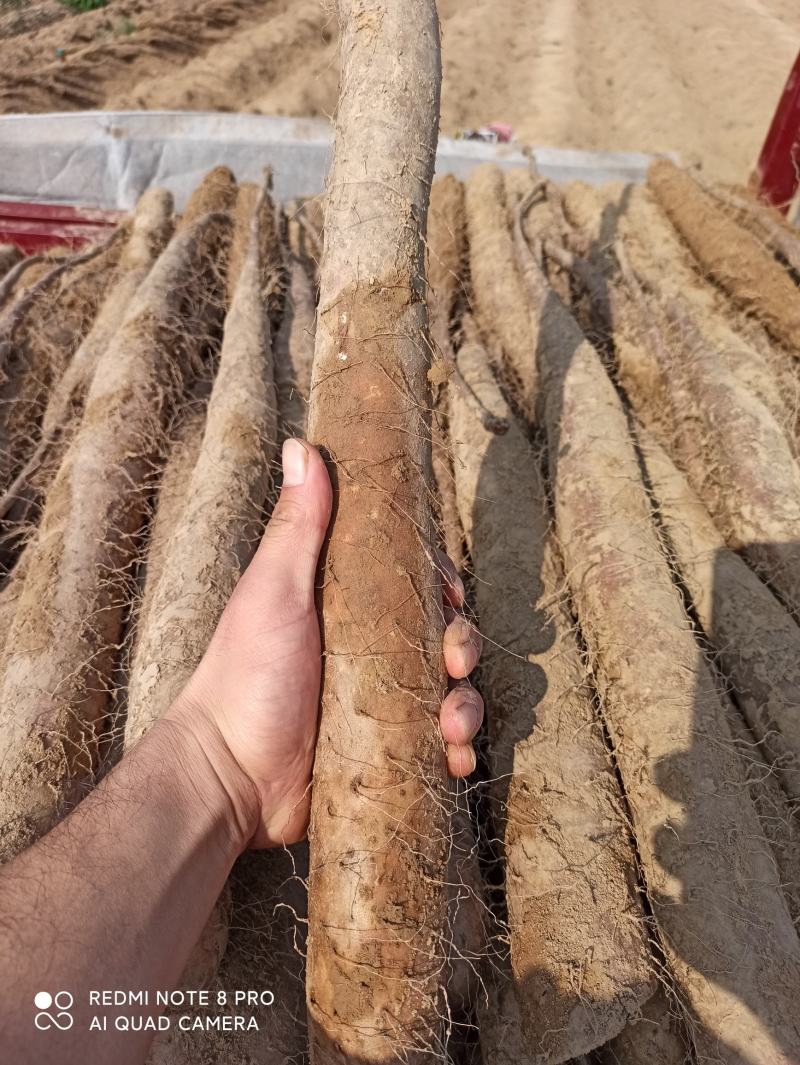 华州精品白玉山药大量上市量大从优货源充足支持视频看货