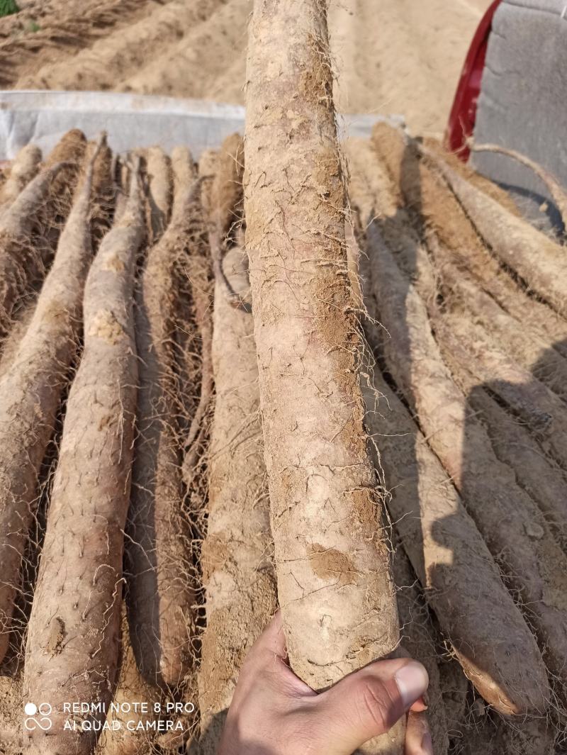 华州精品白玉山药大量上市量大从优货源充足支持视频看货