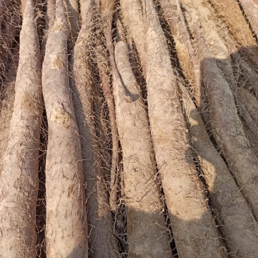 华州精品白玉山药大量上市量大从优货源充足支持视频看货