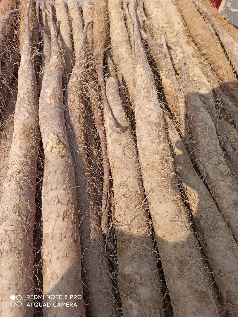 华州精品白玉山药大量上市量大从优货源充足支持视频看货