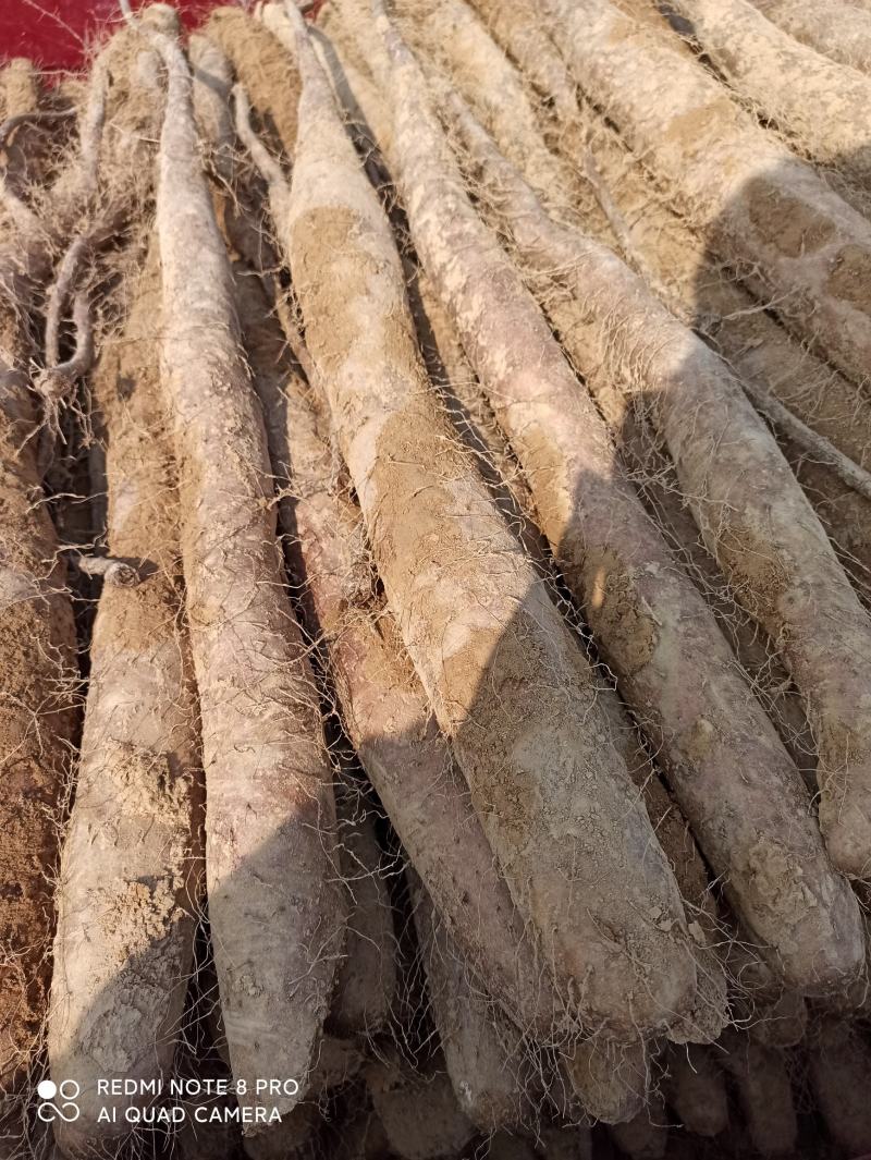 华州精品白玉山药大量上市量大从优货源充足支持视频看货