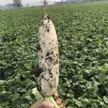 精品花叶厚皮白萝卜马上上市了