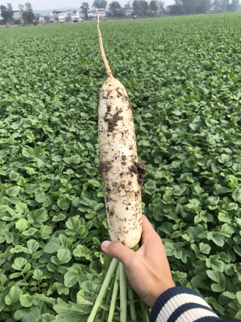 精品花叶厚皮白萝卜马上上市了