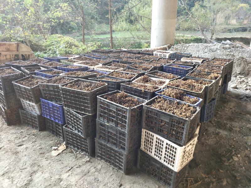 拐枣万寿果鸡爪梨金钩梨批发全国供应可承接电商一件代发